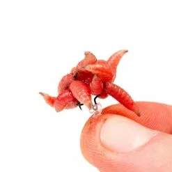 Nash Maggot Screws -Tackle boxes Winkel maggotins3.2e16d0ba.fill 600x600 1