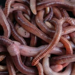 Nash Wormcell 500ml -Tackle boxes Winkel wormcel2